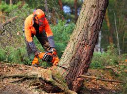 How Our Tree Care Process Works  in  Smithfield, NC