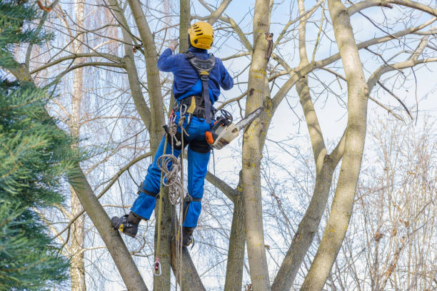 Smithfield, NC Tree Removal Services Company